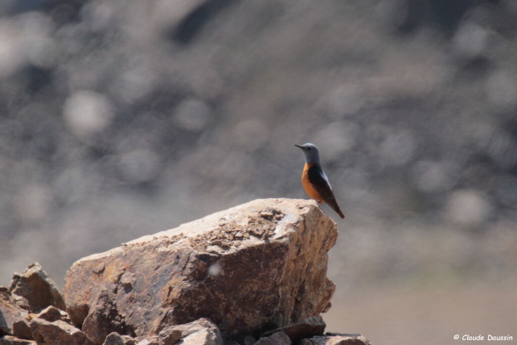 Common Rock Thrush