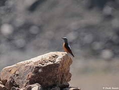 Common Rock Thrush