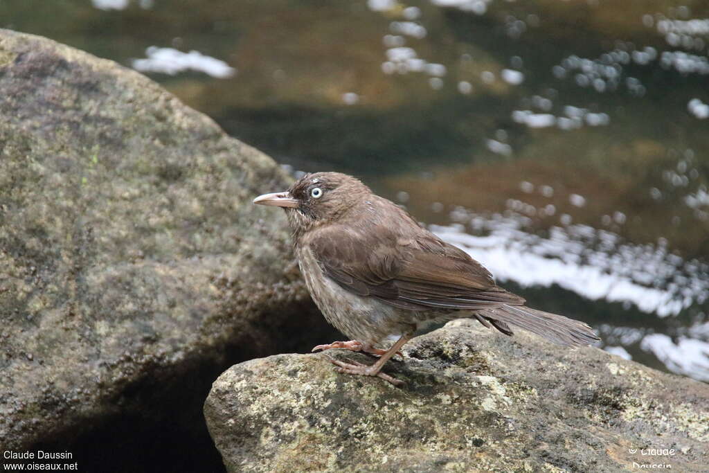 Pearly-eyed Thrasheradult, Behaviour