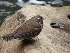 Pearly-eyed Thrasher