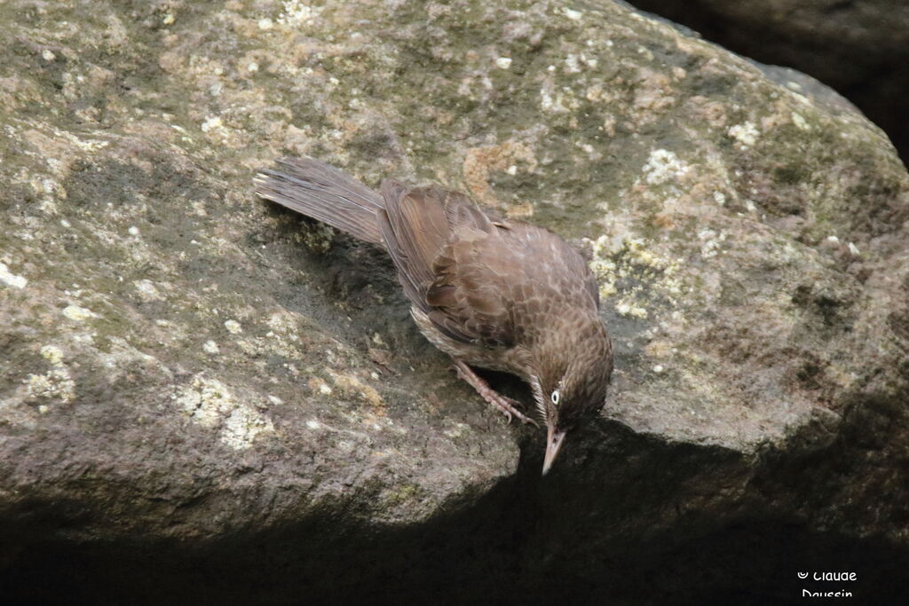 Pearly-eyed Thrasher