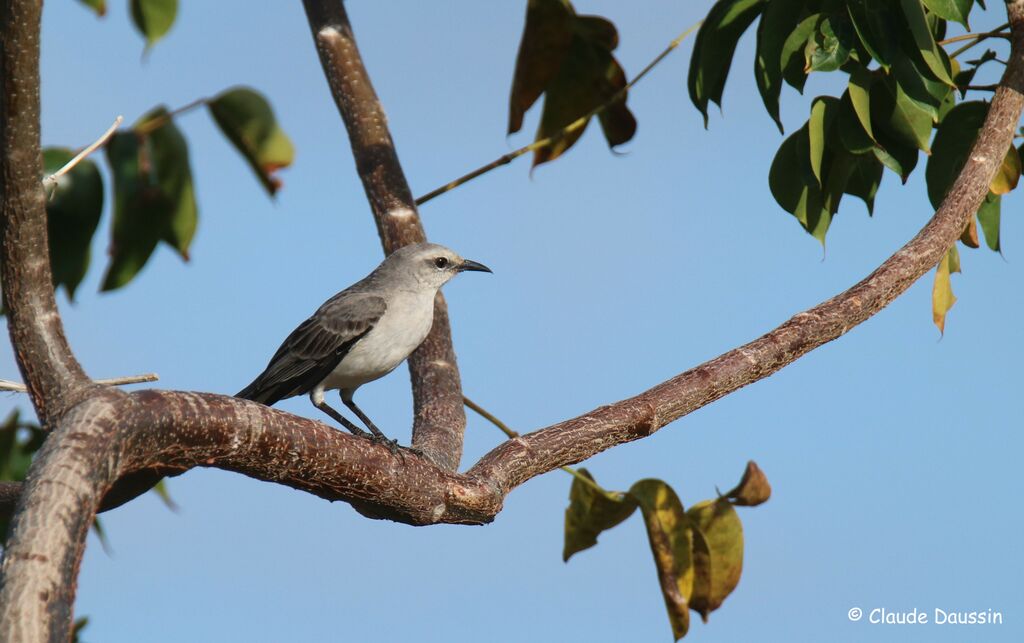 Tropical Mockingbird