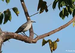 Tropical Mockingbird