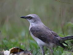 Tropical Mockingbird