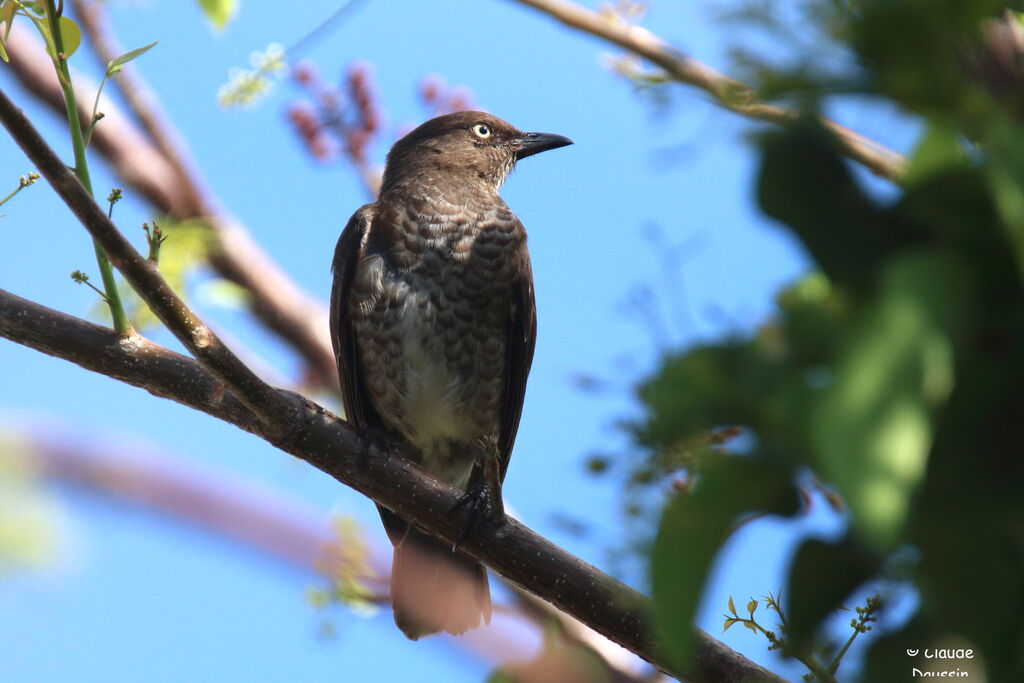 Scaly-breasted Thrasher