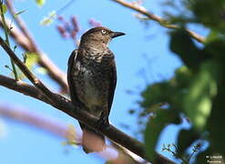 Scaly-breasted Thrasher