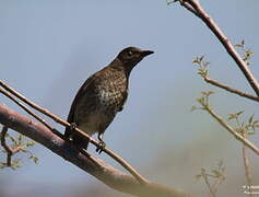 Scaly-breasted Thrasher