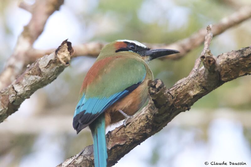 Turquoise-browed Motmot male adult