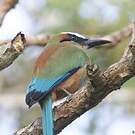 Motmot à sourcils bleus