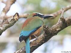 Motmot à sourcils bleus