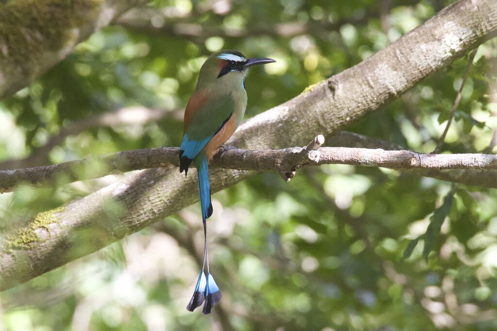 Motmot à sourcils bleus mâle adulte