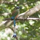 Motmot à sourcils bleus