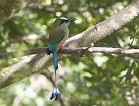 Motmot à sourcils bleus