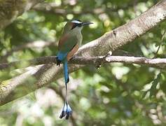 Turquoise-browed Motmot