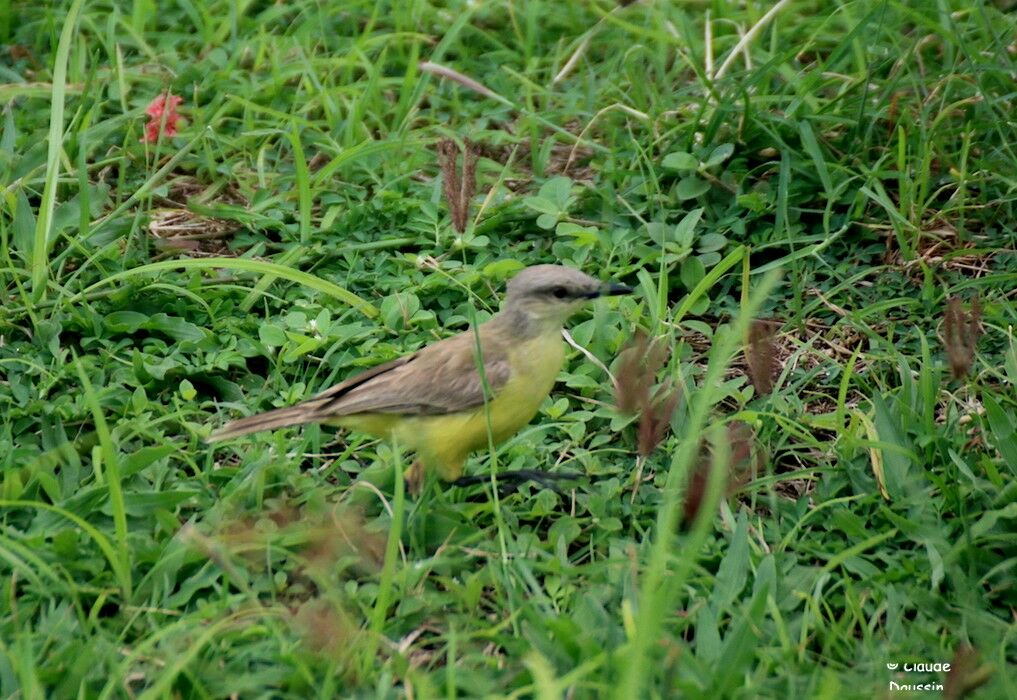 Moucherolle querelleuradulte