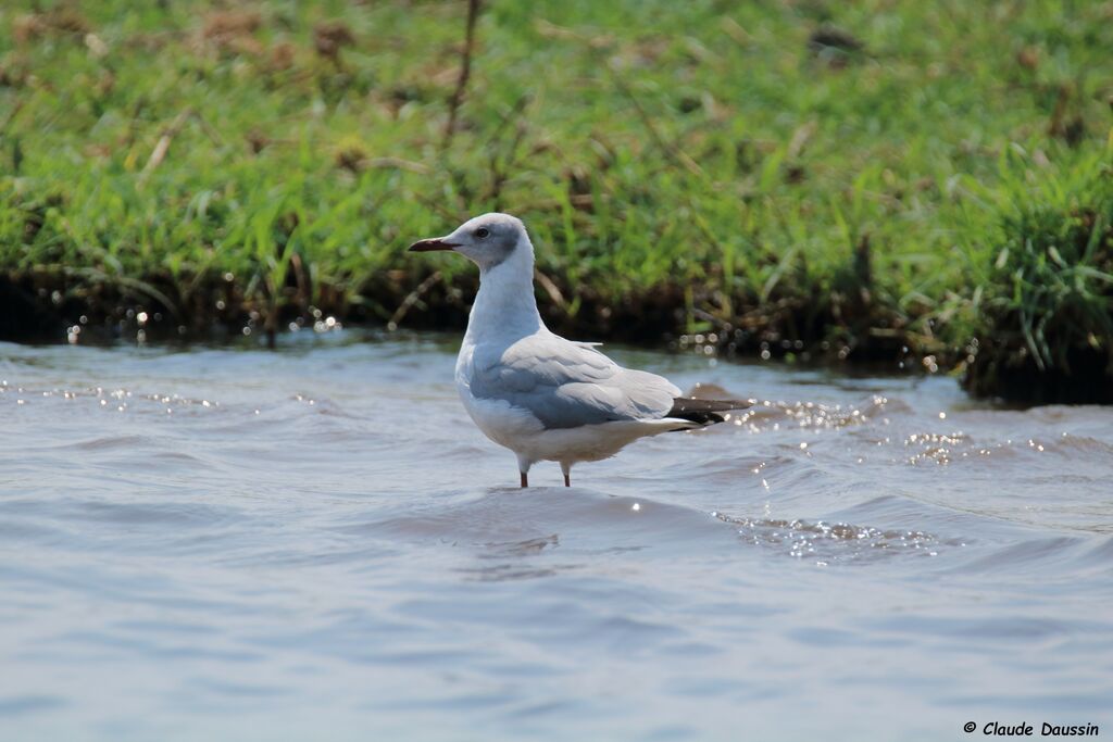 Mouette à tête grise