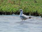 Mouette à tête grise