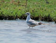 Grey-headed Gull