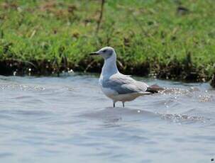 Mouette à tête grise