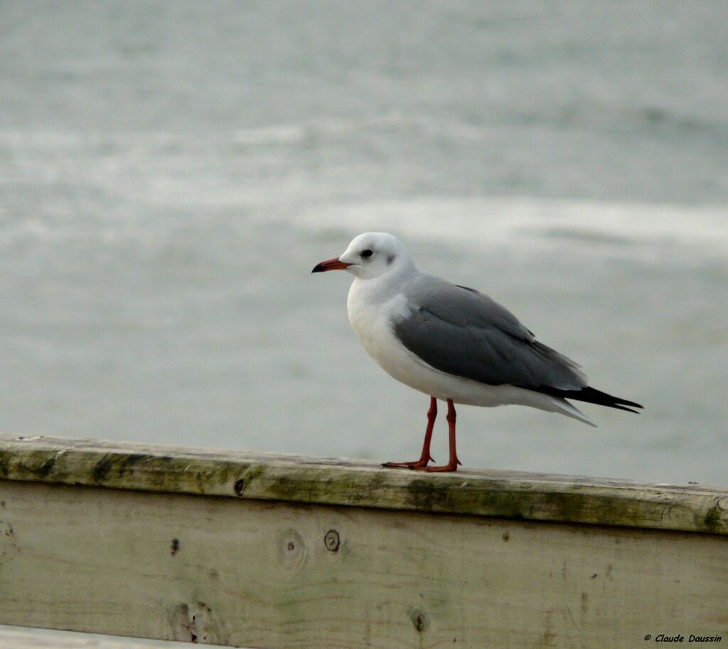 Hartlaub's Gull