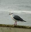 Mouette de Hartlaub