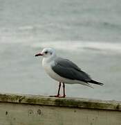 Hartlaub's Gull