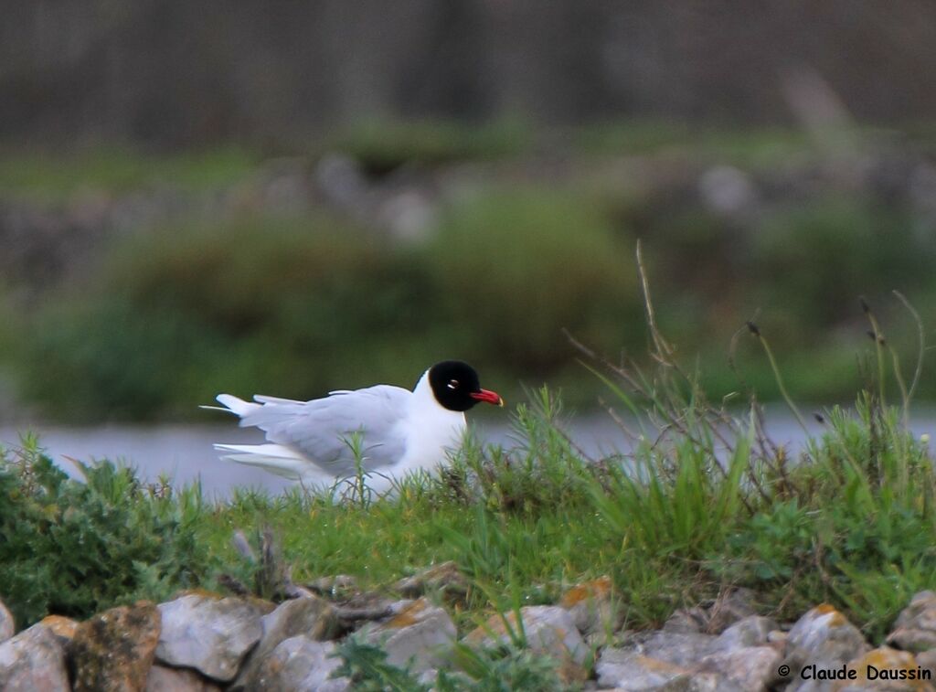 Mouette mélanocéphale