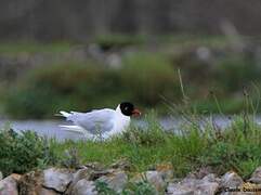 Mouette mélanocéphale