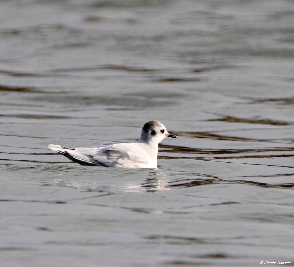 Little Gull