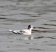 Little Gull