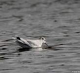 Mouette pygmée