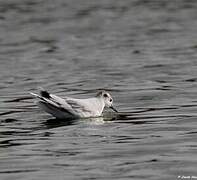 Mouette pygmée