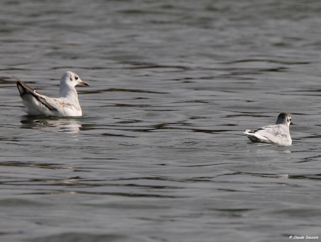 Mouette pygmée