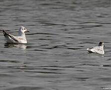 Mouette pygmée