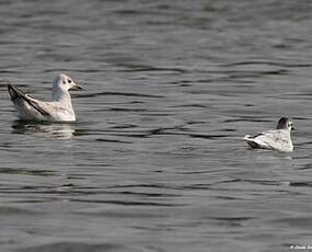 Mouette pygmée