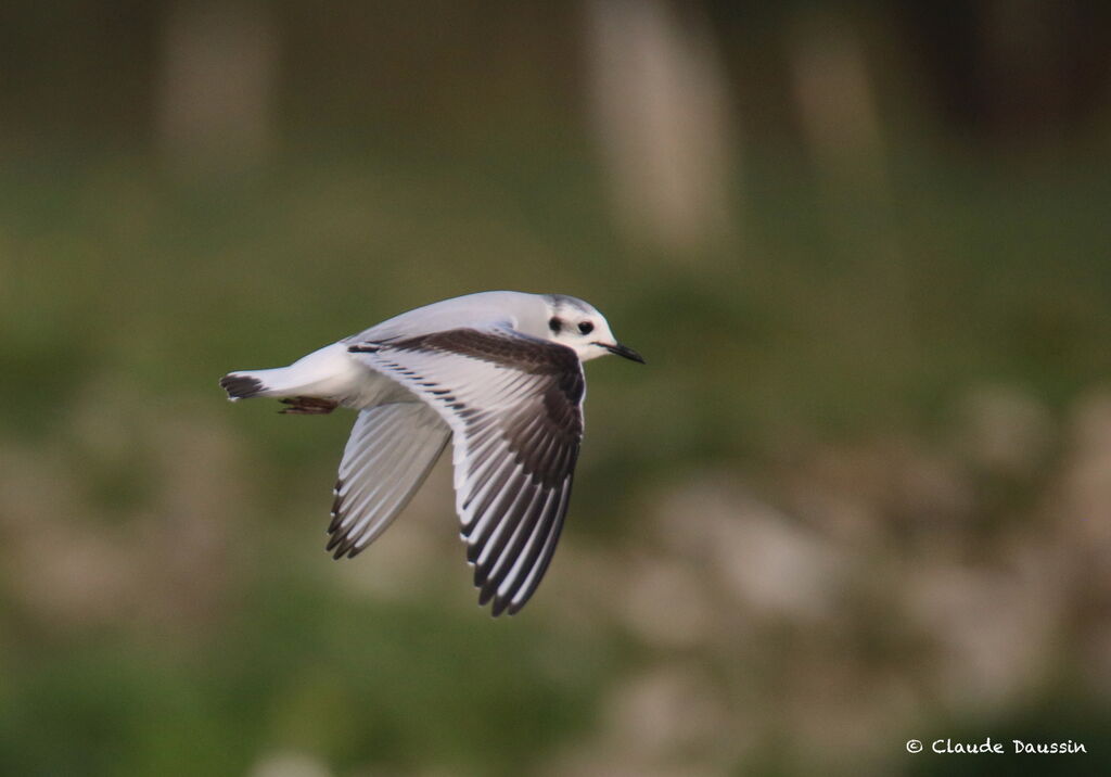 Mouette pygmée