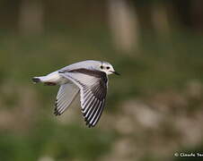 Little Gull