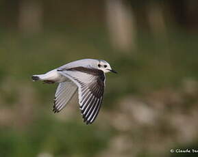 Mouette pygmée