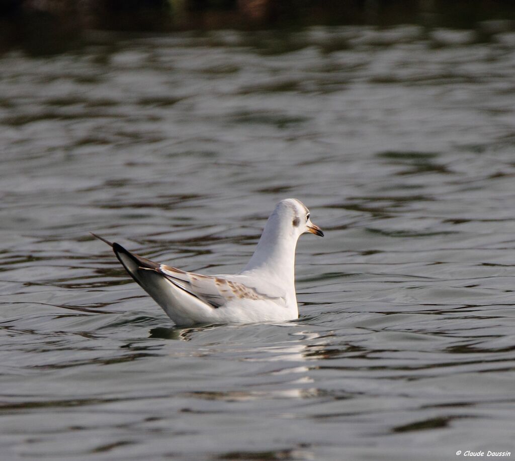 Black-headed Gull