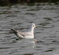 Mouette rieuse