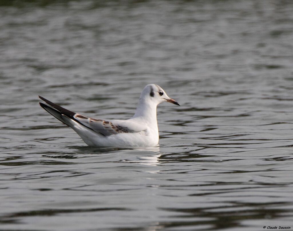 Mouette rieuse