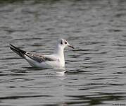 Mouette rieuse