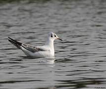 Black-headed Gull