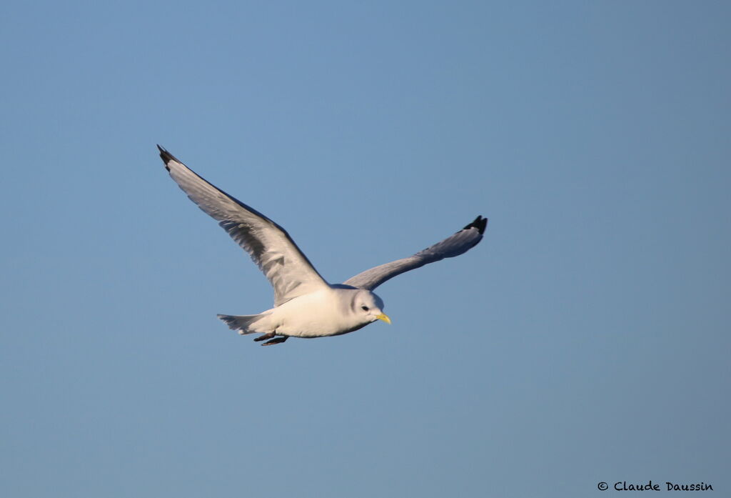 Black-legged Kittiwake