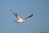 Mouette tridactyle