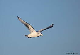 Black-legged Kittiwake