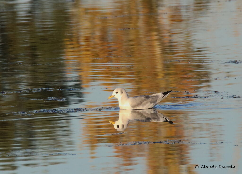 Black-legged Kittiwake