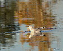 Black-legged Kittiwake