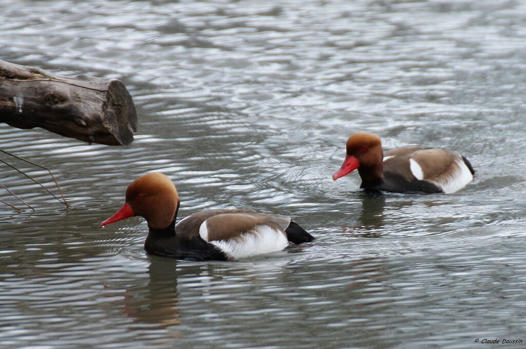 Red-crested Pochard