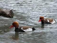 Red-crested Pochard